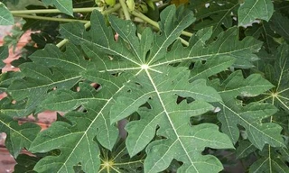 Ảnh minh họa: Internet