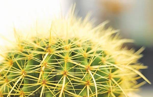 Ảnh minh họa: Internet