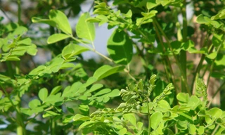 Ảnh minh hoạ: Internet