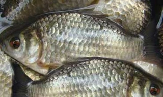 Ảnh minh hoạ: Internet