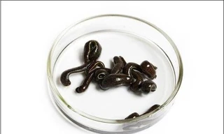 Ảnh minh họa: Internet