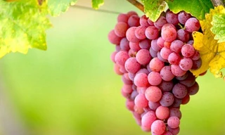 Ảnh minh hoạ: Internet