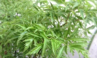 Ảnh minh hoạ: Internet