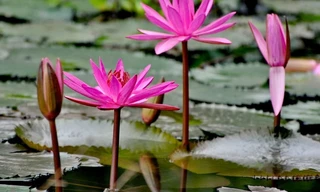 Ảnh minh họa: Internet