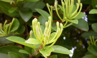 Ảnh minh họa: Internet