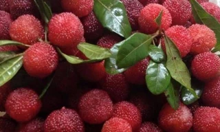 Ảnh minh họa: Internet