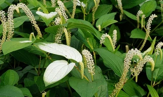 Ảnh minh họa: Internet