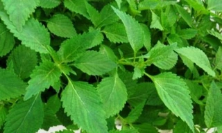 Ảnh minh họa: Internet