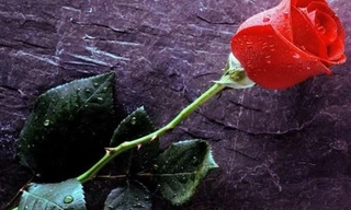 Ảnh minh họa: Internet