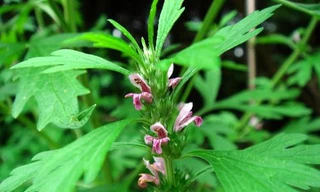 Ảnh minh họa: Internet