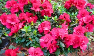 Ảnh minh họa: Internet