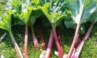 Ảnh minh họa: Internet