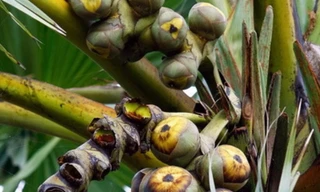 Ảnh minh họa: Internet