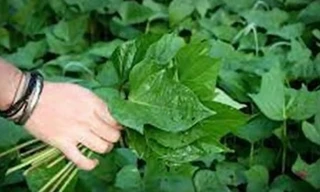 Ảnh minh họa: Internet