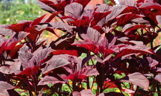 Ảnh minh hoạ: Internet