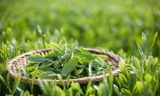 Ảnh minh họa: Internet