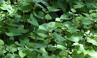 Ảnh minh hoạ: Internet