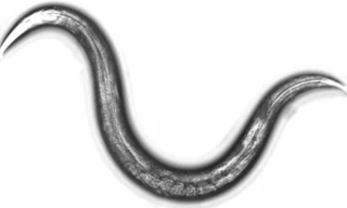 Hình thức thử nghiệm sử dụng những con giun tròn có chiều dài khoảng 1 mm. Ảnh minh họa: Japantimes