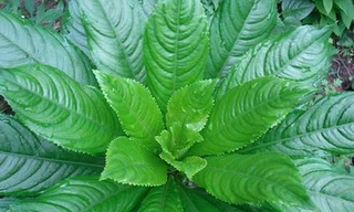 Ảnh minh họa: Internet