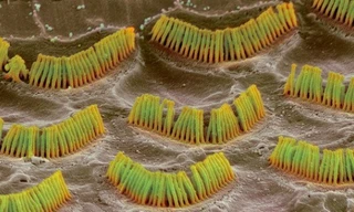 Ảnh minh họa: Internet