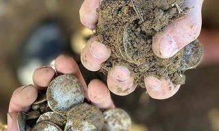 Dò kim loại vườn sau nhà, người đàn ông đào được 1061 đồng bạc cổ trị giá hàng tỷ đồng