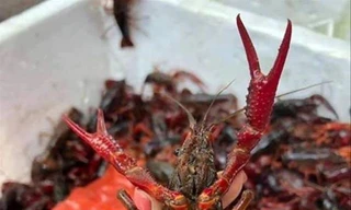  Tôm càng đỏ là sinh vật ngoại lai xâm hại, việc kinh doanh, tiêu thụ loài này là vi phạm qui định pháp luật về đa dạng sinh học và thủy sản