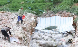 Hố tiêu hủy không được chôn lấp, gây mùi hôi thối, lây lan mầm bệnh Ảnh: B. Phương