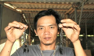 Trung khoe mô hình nuôi bò cạp lấy thịt được thị trường ưa chuộng 