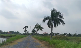 Dự án của Cty Phi Long tại huyện Bình Chánh chậm trễ nhiều năm do khâu thủ tục
