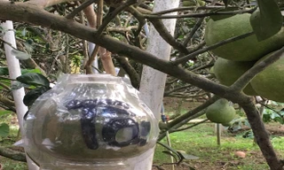 Bưởi hồ lô tài - lộc giá trị cao