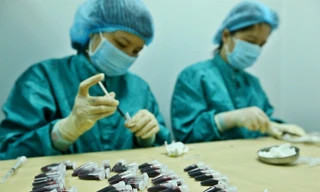 Lấy mẫu huyết thanh của chuột đã tiêm dự tuyển vắc xin COVID-19 để đánh giá khả năng sinh miễn dịch. Ảnh: TTXVN