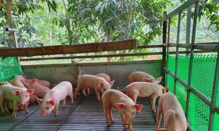 Thương lái bán lợn giống tại Cẩm Khê, Phú Thọ nói rằng, lợn giống đang hiếm, không thể giảm giá Ảnh: Ðức Anh