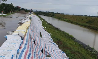 Khắc phục sạt lở bằng cách đóng các bao tải đất để gia cố tuyến đê 
