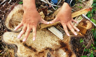 Nhiều cây lớn trong rừng phòng hộ cảnh quan Di sản văn hóa Mỹ Sơn bị chặt hạ đem bán 