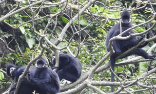 Bỏ quy hoạch mỏ đá để bảo vệ đàn voọc quý hiếm 