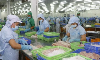 Chế biến cá tra xuất khẩu ẢNH: CẢNH KỲ 