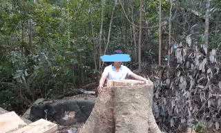 Rừng ở Tây Nguyên liên tục bị khai thác trái phép Ảnh: Lê Tiền