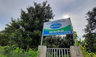  Công ty Cổ phần Macca Nutrition Việt Nam thuê lại của người dân ở Lạng Sơn và cắm biển là vùng nguyên liệu của công ty Ảnh: Ðức Nguyễn