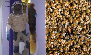 Thế giới bốn phương: Sống chung với 80 nghìn con ong
