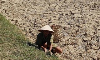 Cụ ông Trần Thủ “mót cỏ” cho bò giữa cái nắng nóng như đổ lửa Ảnh: H.N