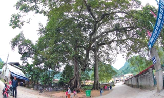 Bảo tồn rừng nguyên sinh ở Bắc Sơn Ảnh: Doãn Tuấn 