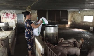 Trang trại nuôi lợn của gia đình ông Phạm Văn Ðông ở xã Ðông Lỗ (Hiệp Hòa, Bắc Giang) - một trong những hộ dân chớp được thời cơ giá thịt lợn tăng Ảnh: Nguyễn Thắng 