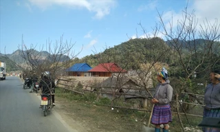 Người dân mang đào xuống bán dọc quốc lộ 6 (huyện Mộc Châu, Sơn La) 