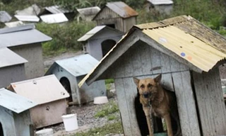 'Khu ổ chuột' cho... chó