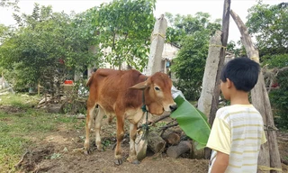 Bò đực giống được hỗ trợ dịp cuối năm 2017 tại UBND xã Triệu Độ.