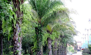 Trồng cây cọ dầu trên đường phố Hà Nội 