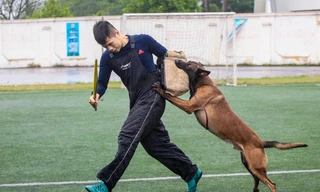 Chó chăn cừu ở Bỉ được huấn luyện ở Việt Nam như chó nghiệp vụ với tốc độ tung chiêu chớp nhoáng cùng với độ thông minh của nó. Mỗi con thuộc loài chó này có giá lên đến hàng trăm triệu.