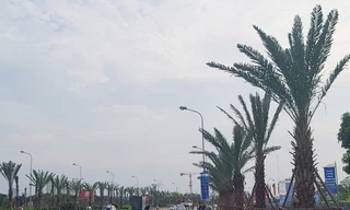 Dừng cắt cỏ, Hà Nội trồng cây to suốt dọc Đại lộ Thăng Long