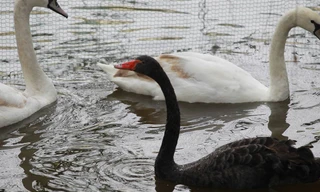 Sau khi nạo vét, làm sạch nguồn nước, Hà Nội đã thả thí điểm 10 con chim thiên nga ở hồ Hoàn Kiếm.