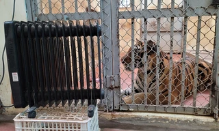 Hà Nội rét tê tái, sư tử phải nằm máy sưởi, hà mã ngâm nước ấm